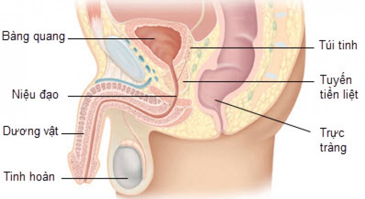 Viêm tuyến tiền liệt, nguyên nhân, triệu chứng, cách chữa